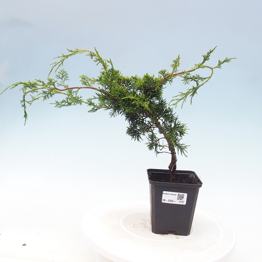 Kültéri bonsai - Juniperus chinensis Itoigawa