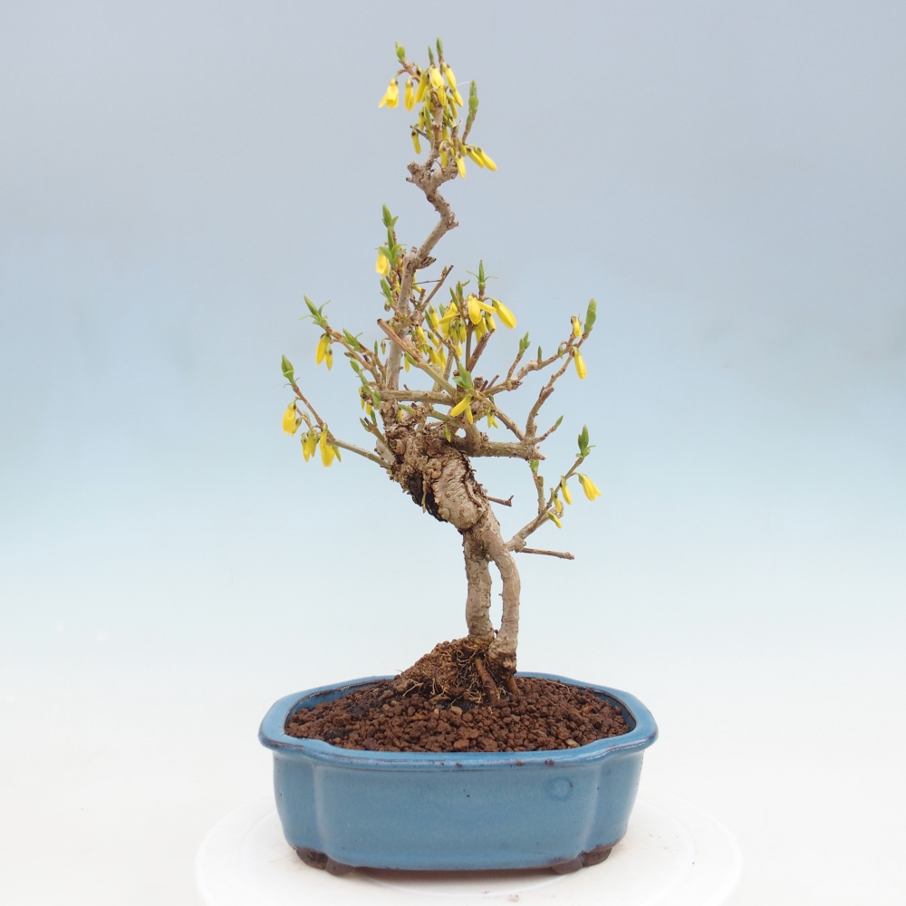 Kültéri bonsai - Zlatice - Forsythia koreana