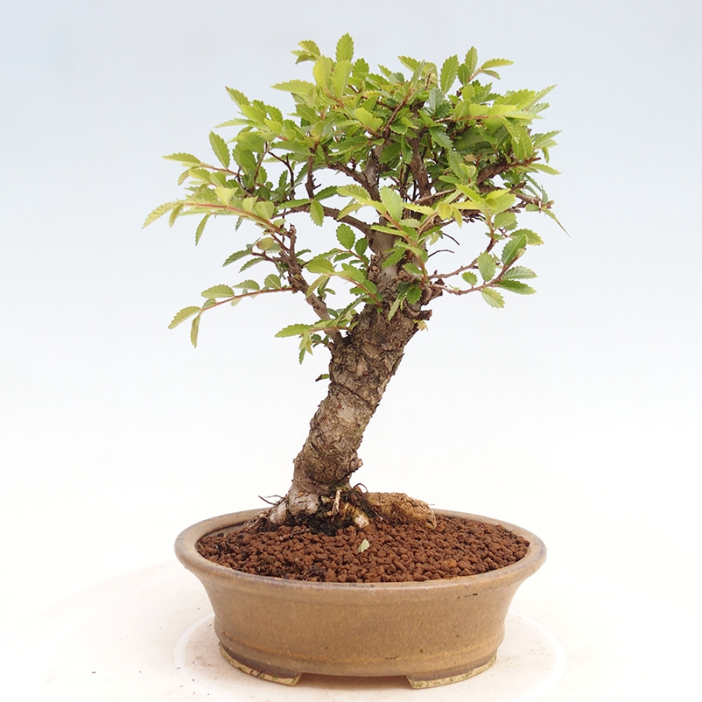Kültéri bonsai - Zelkova - Zelkova NIRE