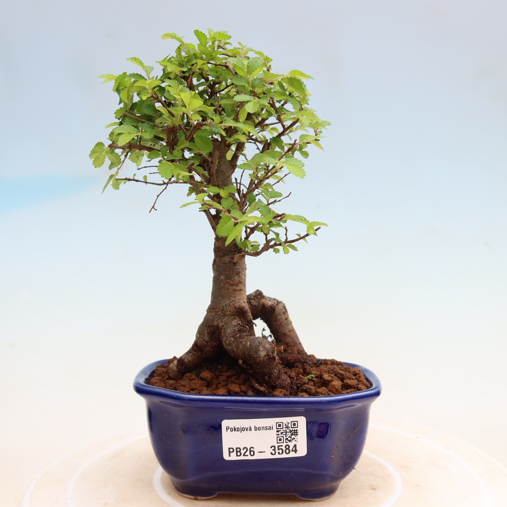 Szobai bonsai - Ulmus parvifolia - Kislevelű szilfa