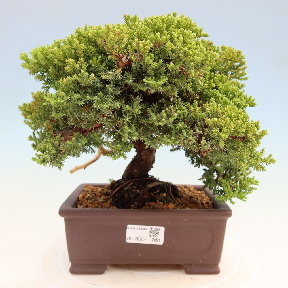 Kültéri bonsai - Juniperus procumbens - Juniperus procumbens