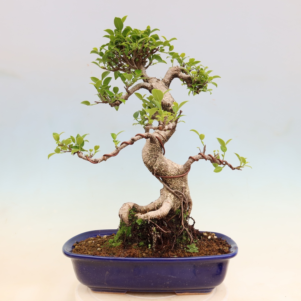 Szobai bonsai - Ficus kimmen - kislevelű fikusz