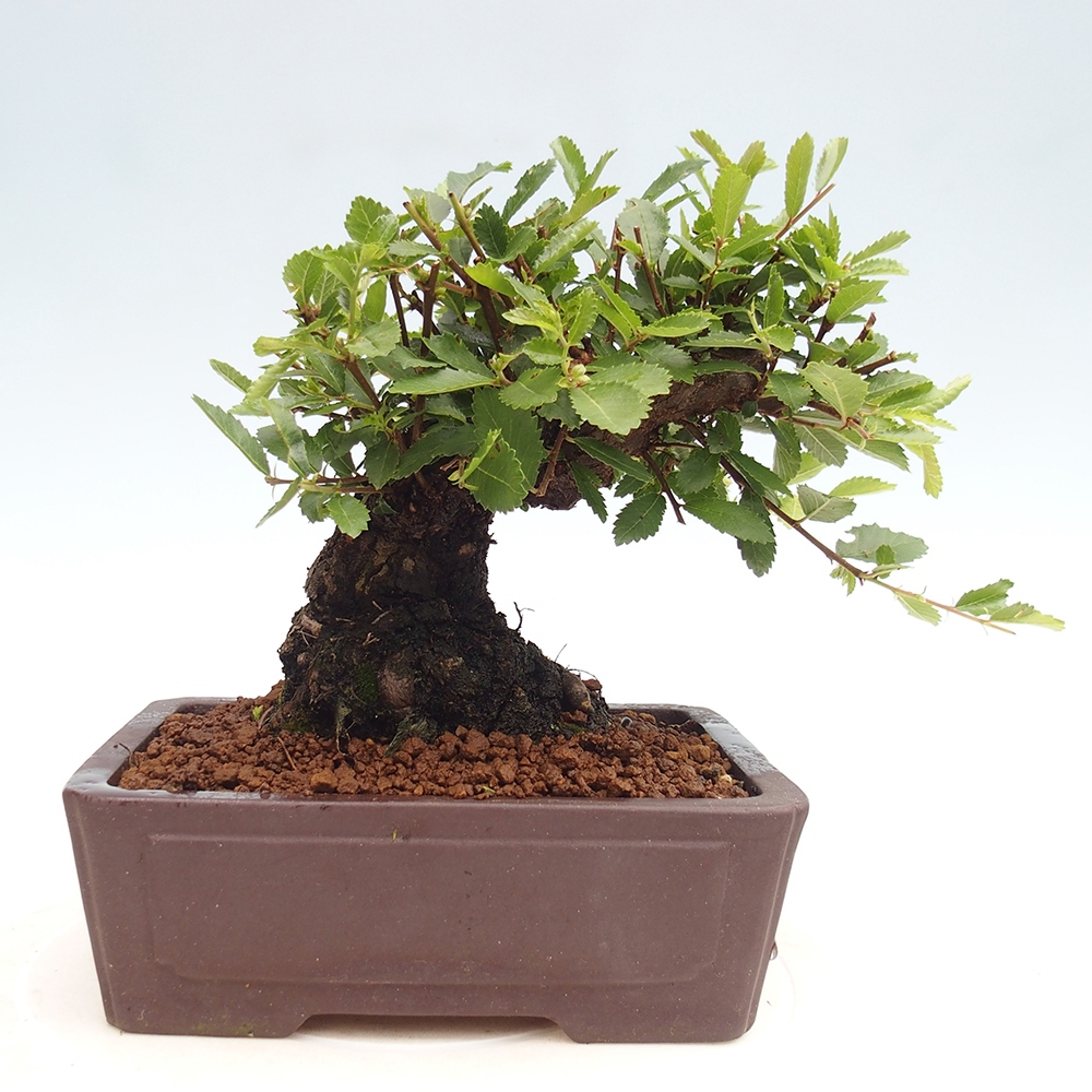 Kültéri bonsai - Zelkova - Zelkova NIRE