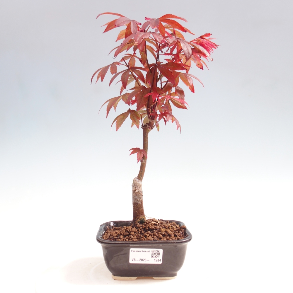 Kültéri bonsai - Acer pálma. Atropurpureum-Javor palmate