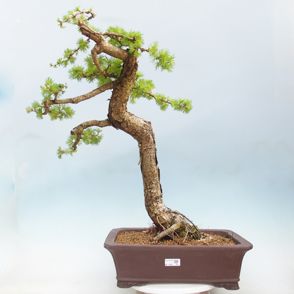 Kültéri bonsai - Larix decidua - vörösfenyő