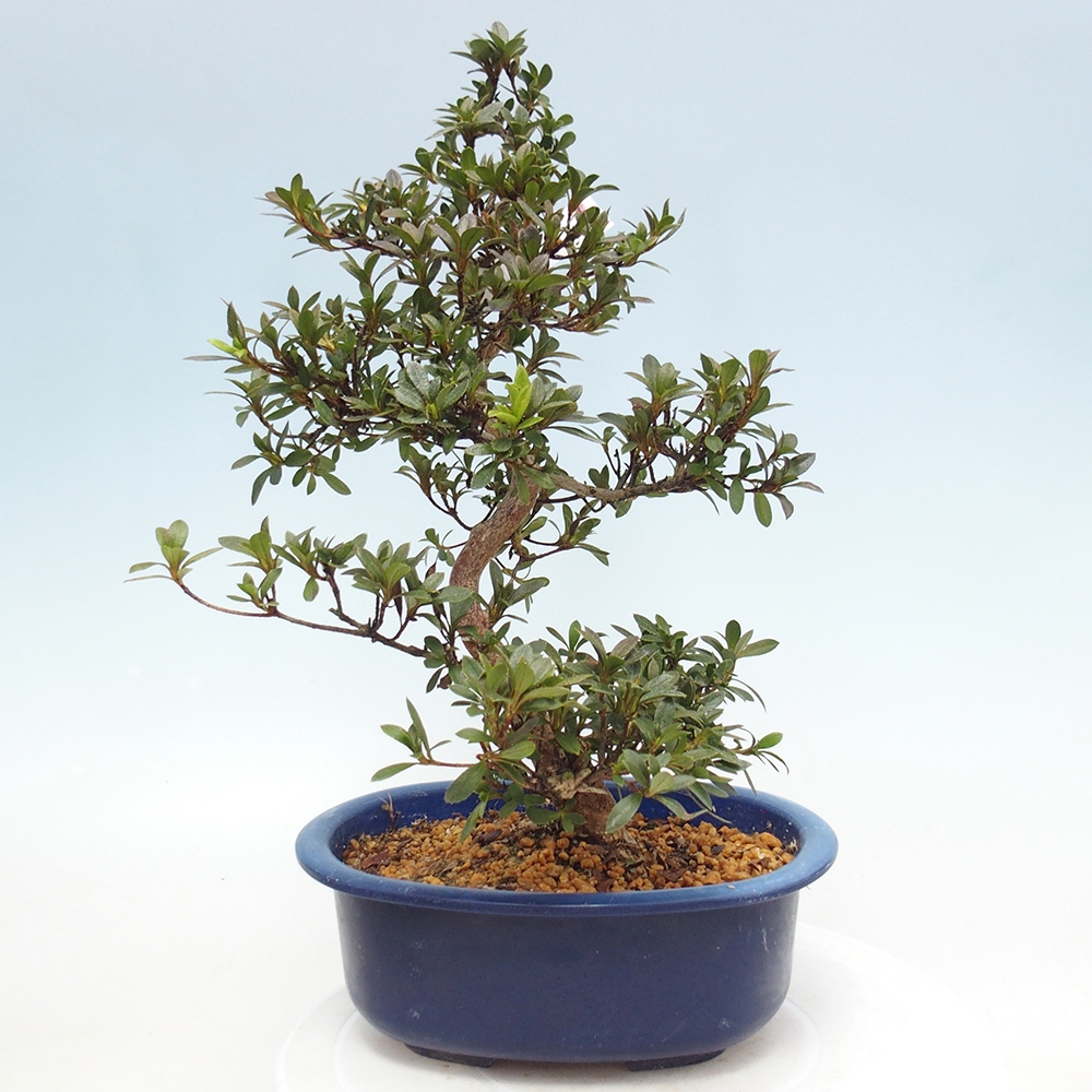 Kültéri bonsai - Japán azálea - Azalea Reiko
