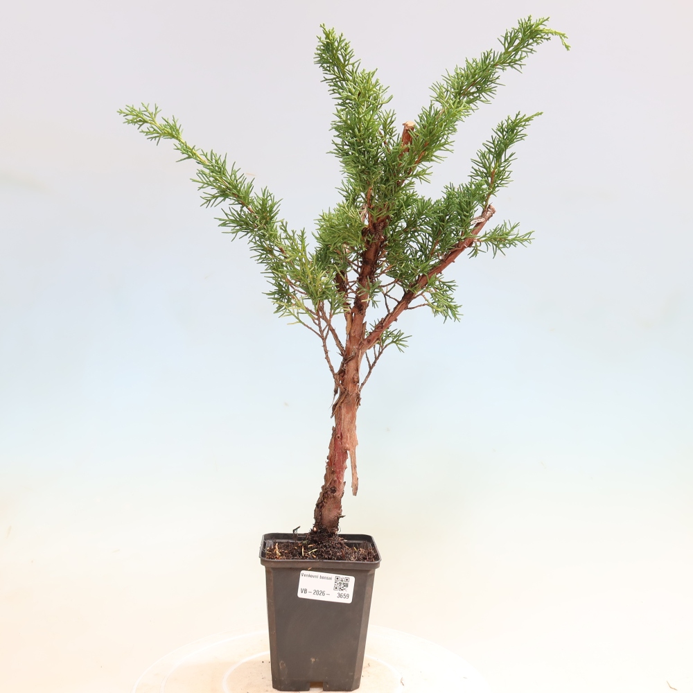 Kültéri bonsai - Juniperus chinensis Kishu