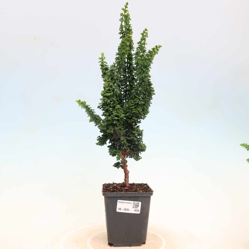 Kültéri bonsai - Cham. obtusa SEKKA HINOKI - Cifra ciprus