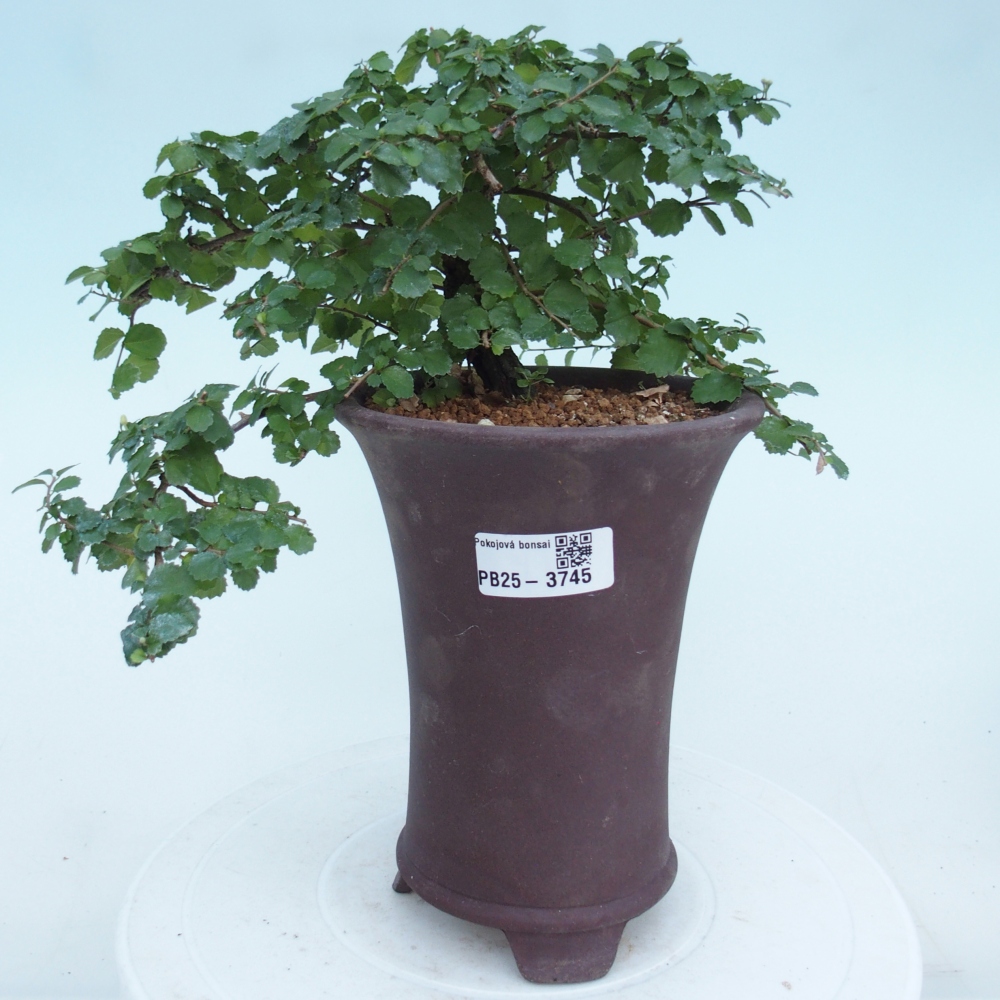 Szobai bonsai - Grewia sp. - Grewia malafolia