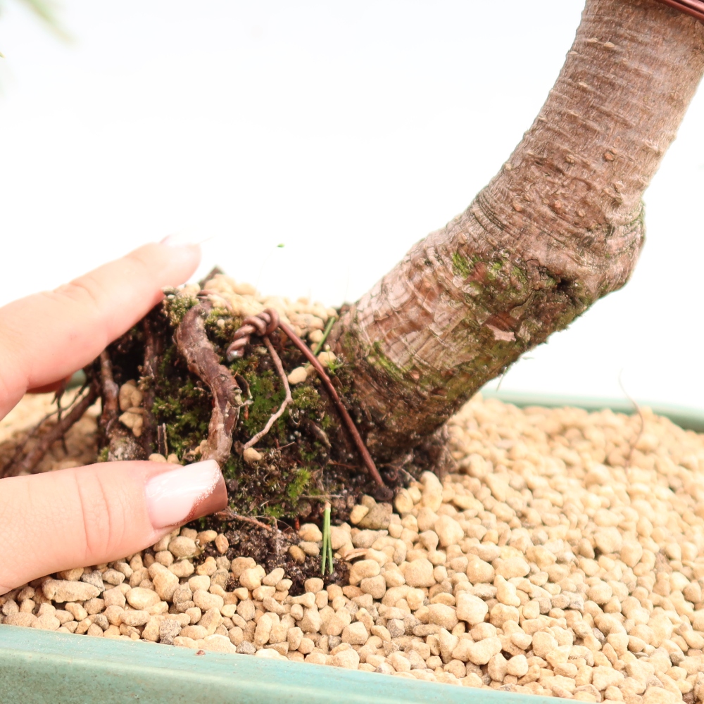 Kültéri bonsai – Pinus mugo Humpy – Törpefenyő