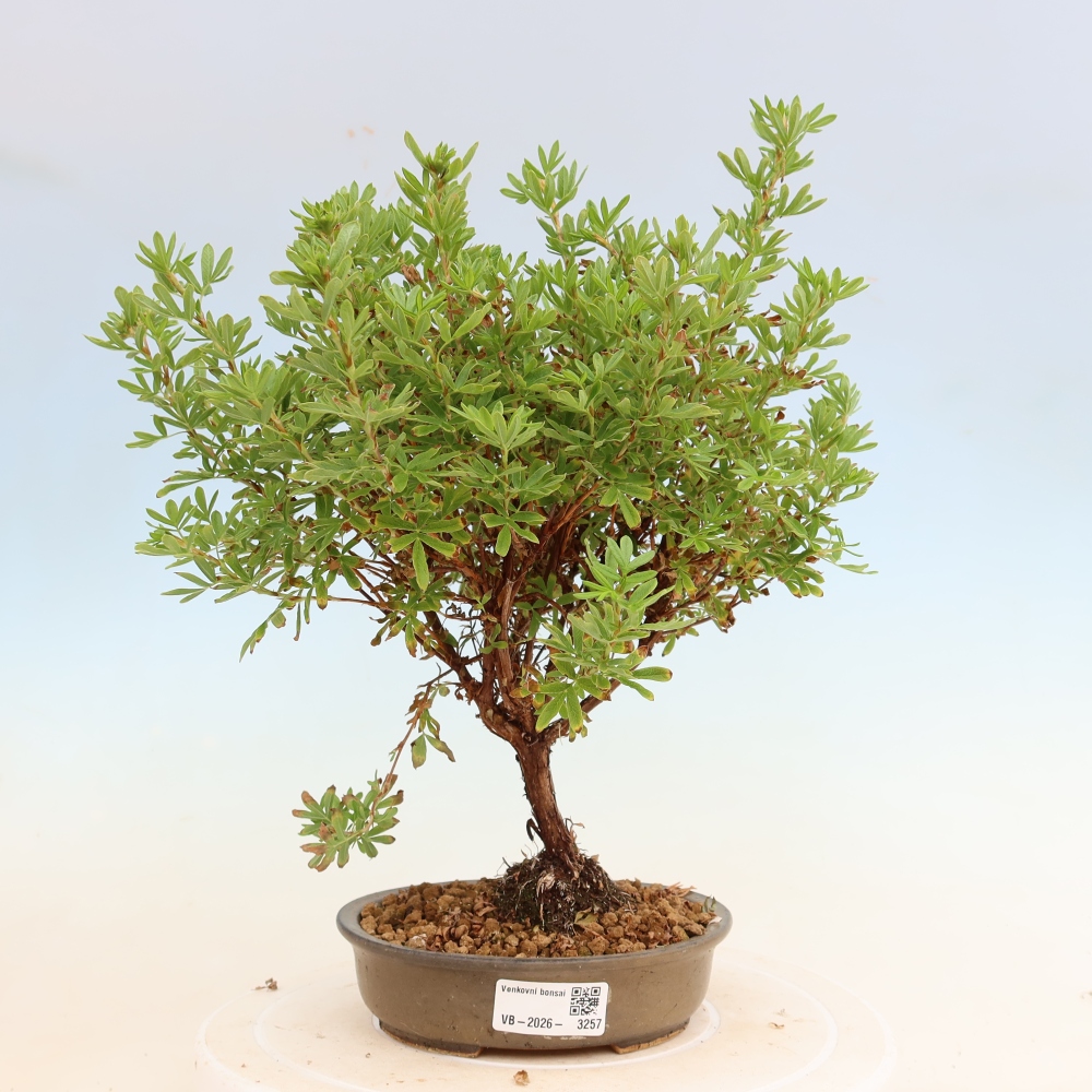 Kültéri bonsai – Cserjés potentilla – Potentila fruticosa Bellissima