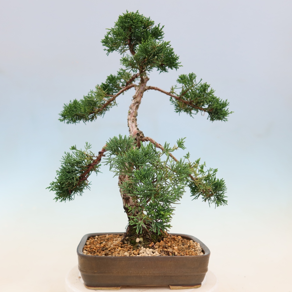 Kültéri bonsai - Juniperus chinensis Kishu