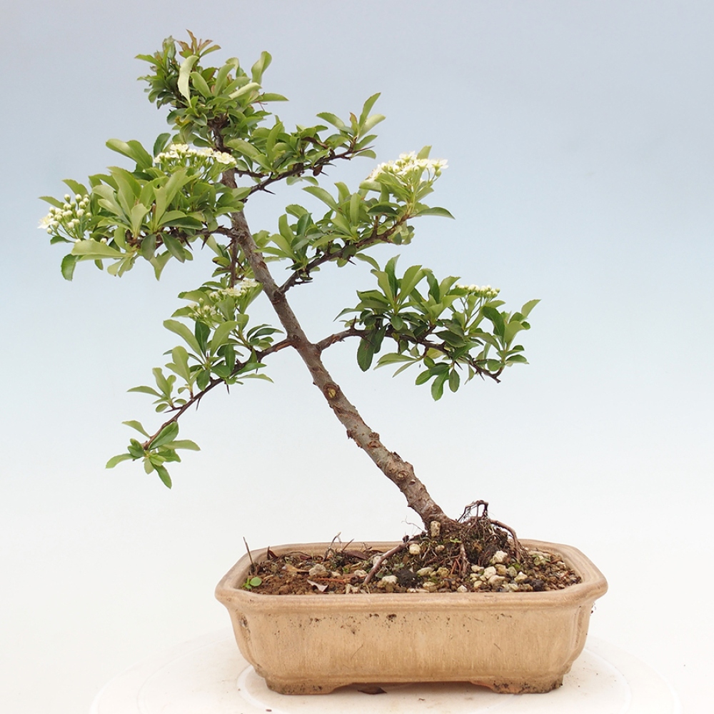 Kültéri bonsai-Pyracantha Teton - Hlox