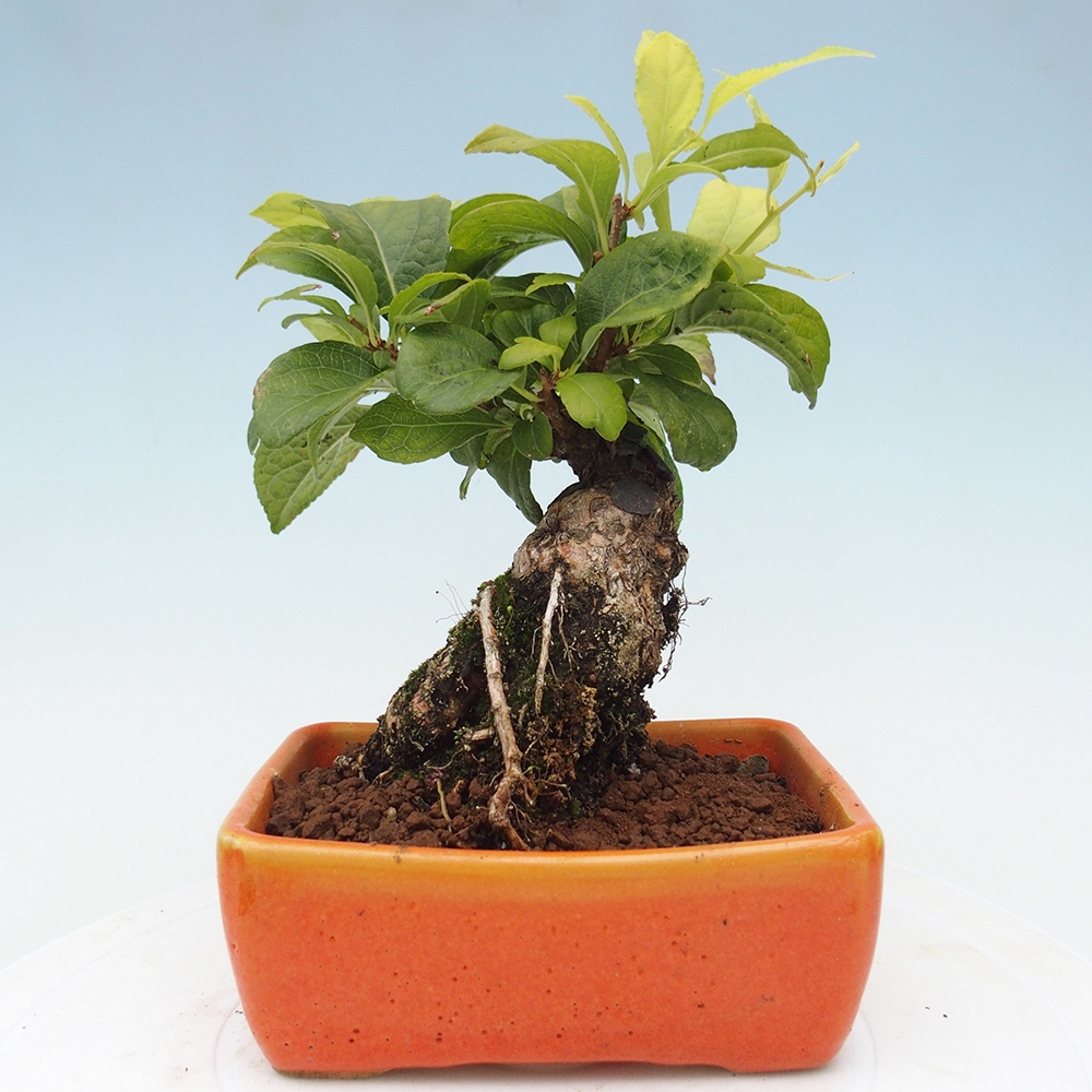 Kültéri bonsai - Celastrus orbiculatus