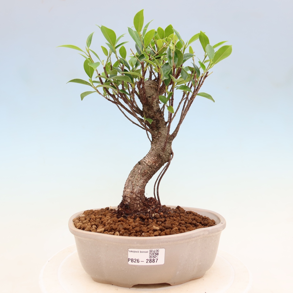 Szobai bonsai - Ficus kimmen - kislevelű fikusz