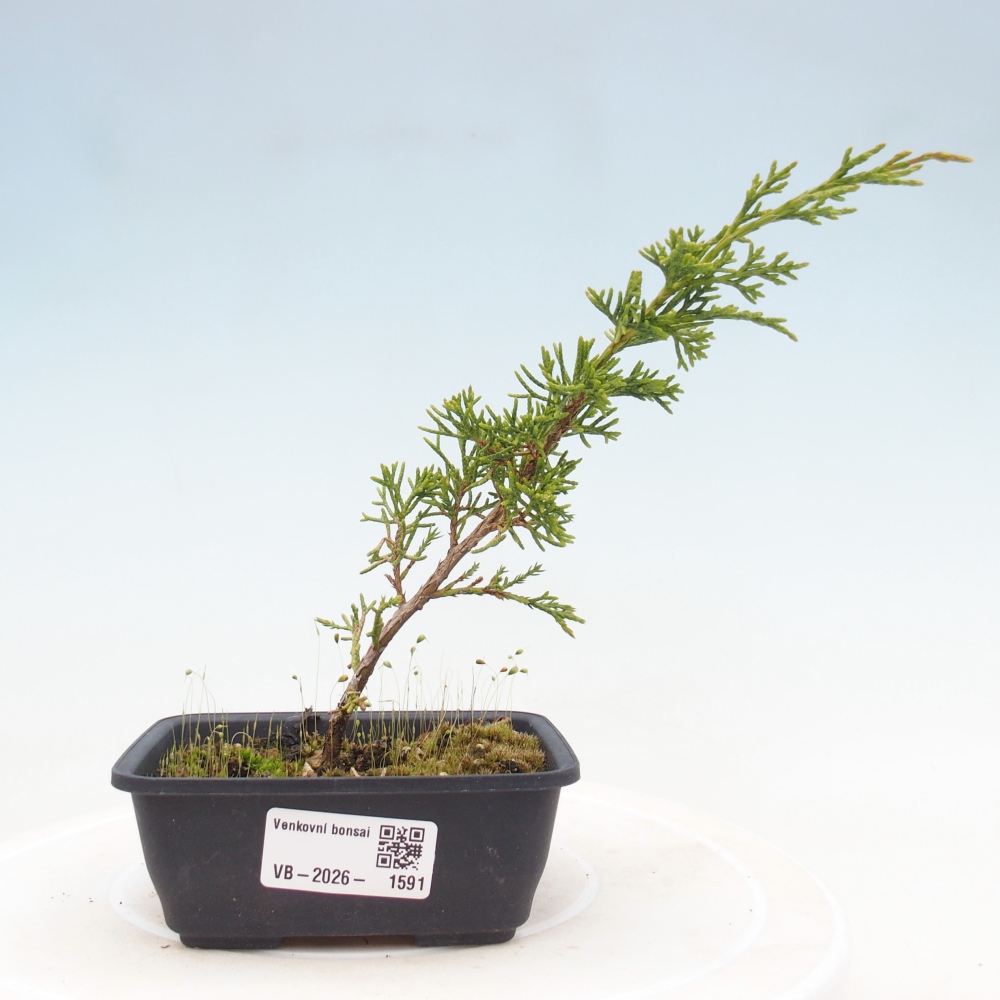 Kültéri bonsai - Juniperus chinensis Itoigawa