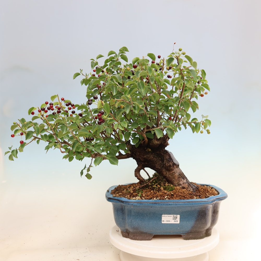 Kültéri bonsai - Mahalebka - Prunus mahaleb - Prunus mahaleb