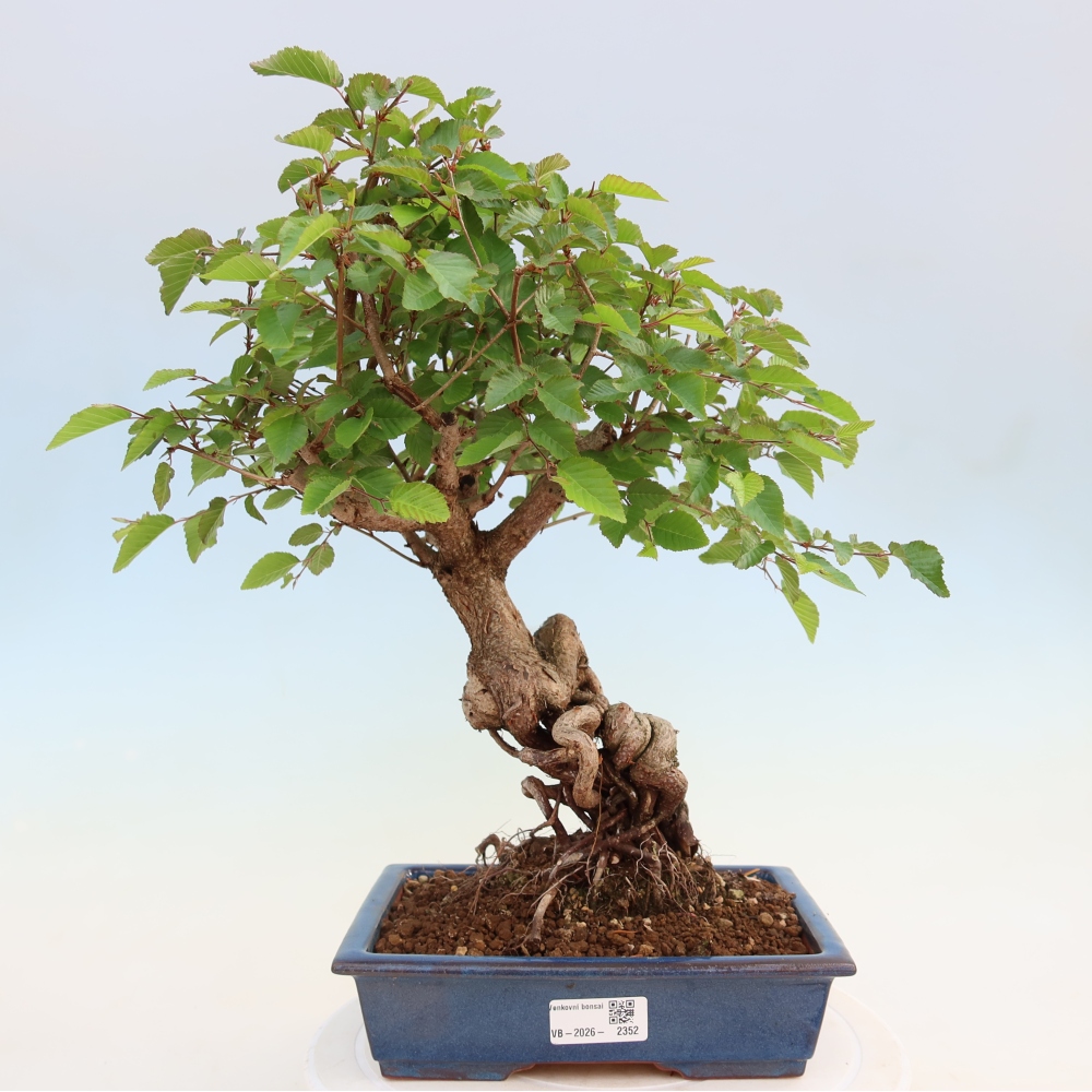 Kültéri bonsai -Carpinus Coreana - Koreai gyertyánfa