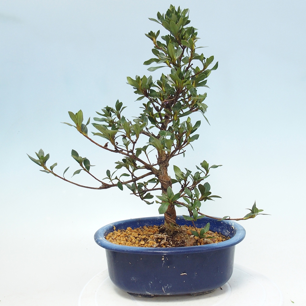 Kültéri bonsai - Japán azálea - Azalea Shinsei
