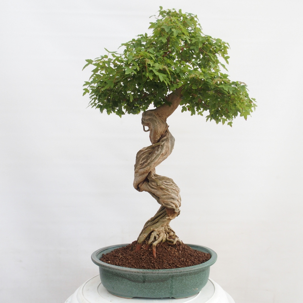 Kültéri bonsai - Acer Buergerianum - Burger juhar