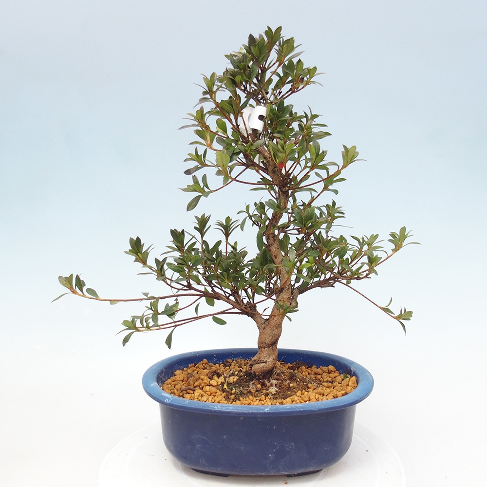 Kültéri bonsai - Japán azálea - Azalea Beniko