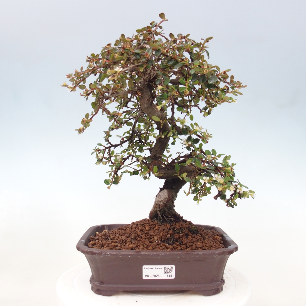 Kültéri bonsai-Cotoneaster dammeri - Damer's Rock