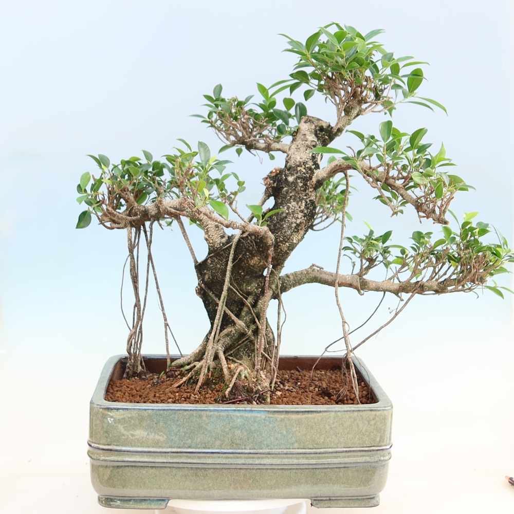 Szobai bonsai - Ficus kimmen - kislevelű fikusz