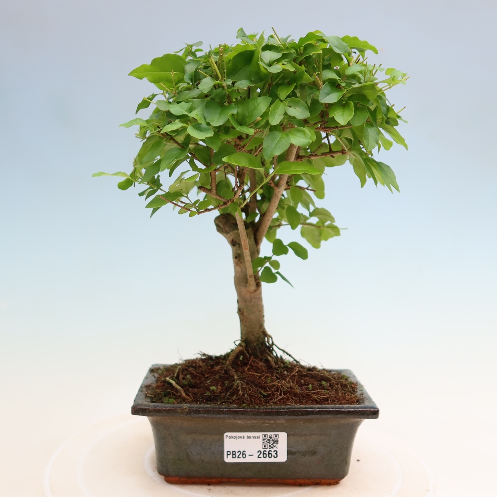 Szobai bonsai -Ligustrum chinensis - Madárcsőr