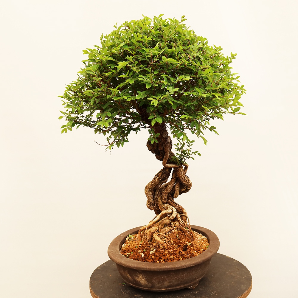 Kültéri bonsai - Zelkova - Zelkova NIRE