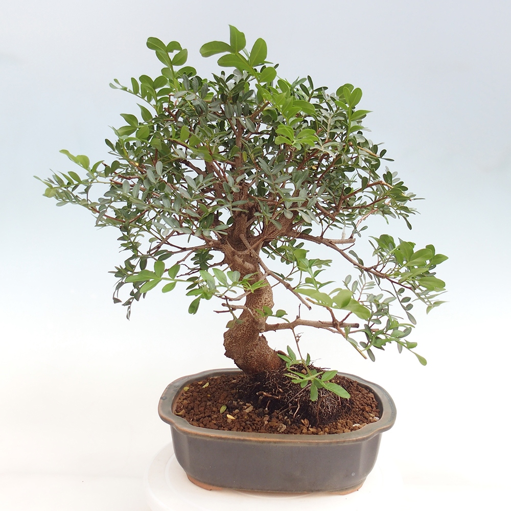 Szoba bonsai - Pisztácia