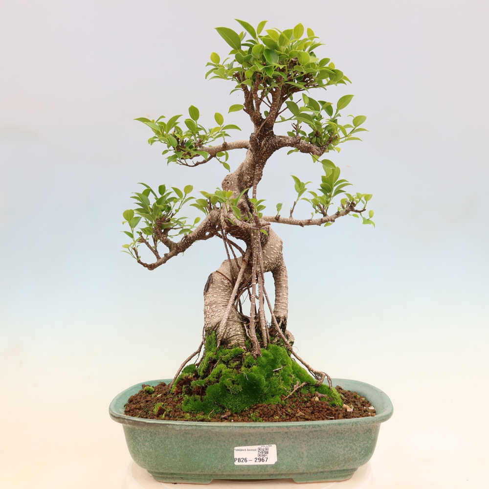 Szobai bonsai - Ficus kimmen - kislevelű fikusz