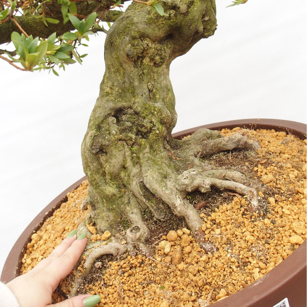 Kültéri bonsai - Japán azálea - Azalea Kotobukietsu