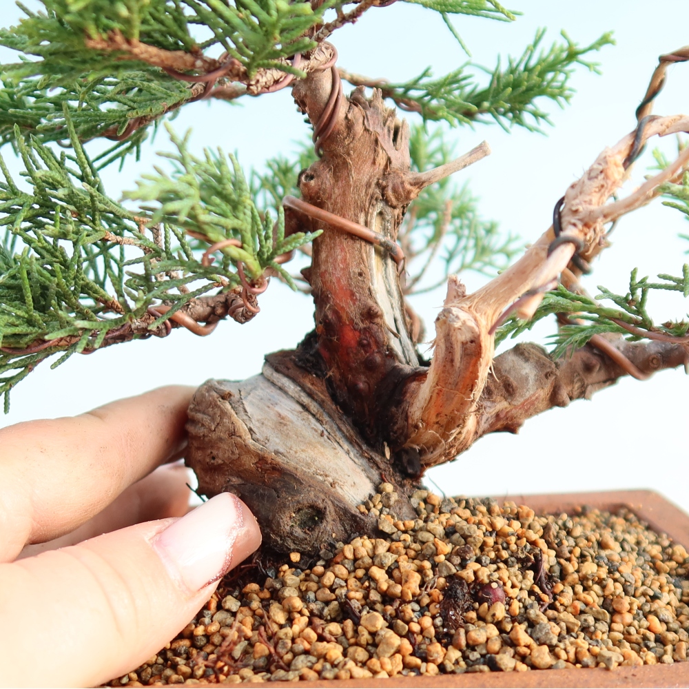 Kültéri bonsai - Juniperus chinensis Itoigawa