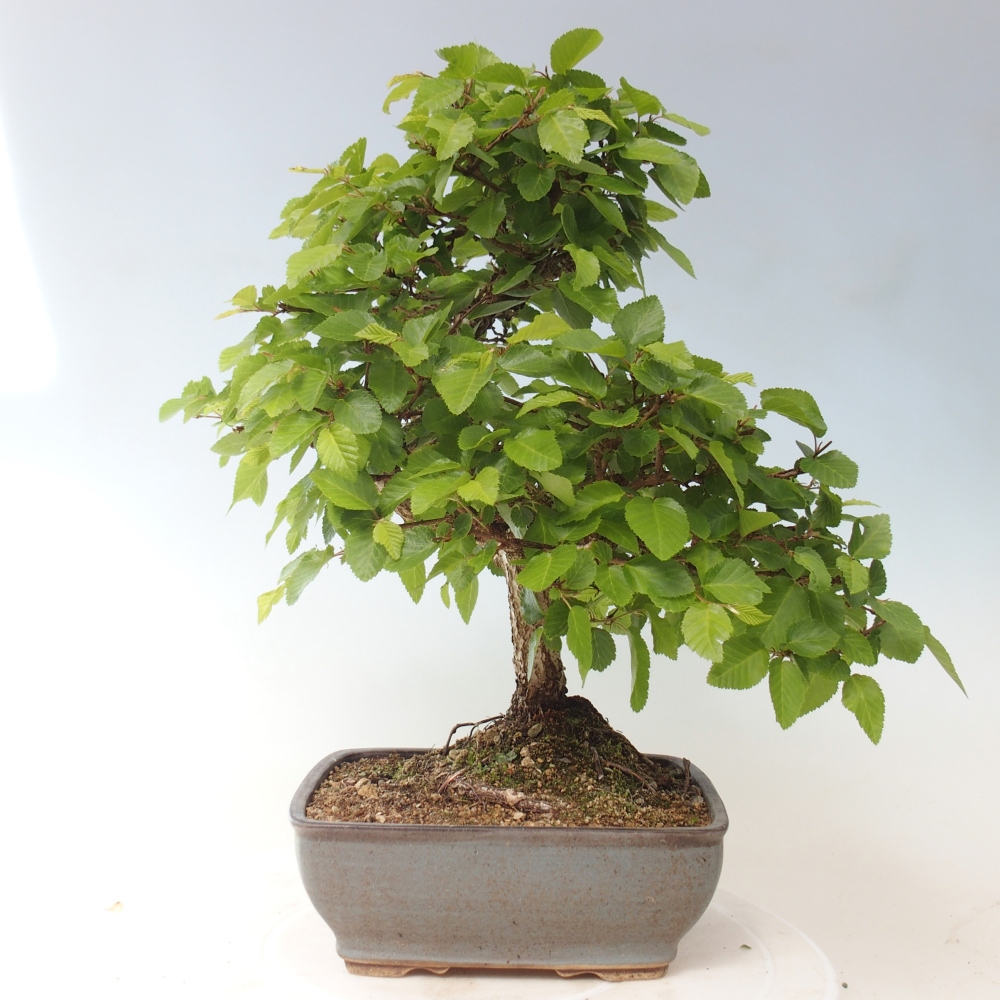 Kültéri bonsai -Carpinus CARPINOIDES - Koreai gyertyánfa