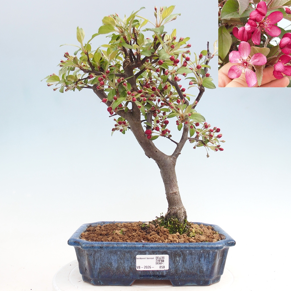 Kültéri bonsai -Malus domestica - Kis gyümölcsű piros levelű almafa