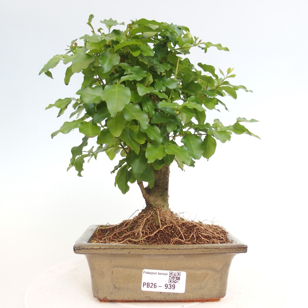 Szobai bonsai -Ligustrum chinensis - Madárcsőr