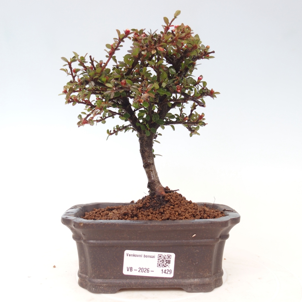 Kültéri bonsai - Cotoneaster horizontalis - Rocky Mountain