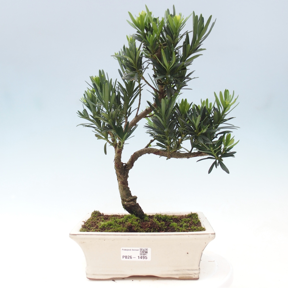 Szobai bonsai - Podocarpus - Kőtiszafa