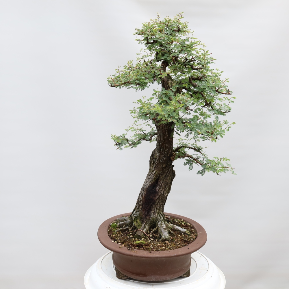 Szobai bonsai - Acacias Arabica