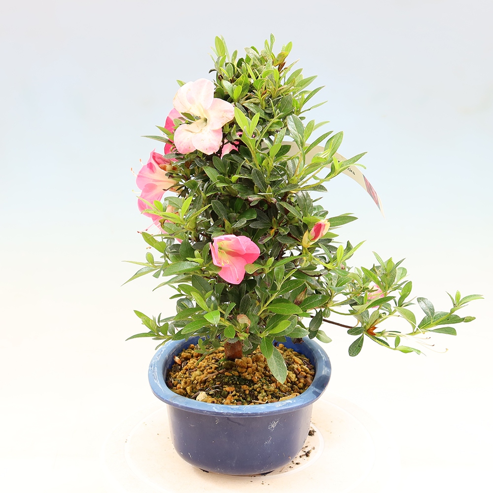 Kültéri bonsai - Japán azálea - Azalea Santoka
