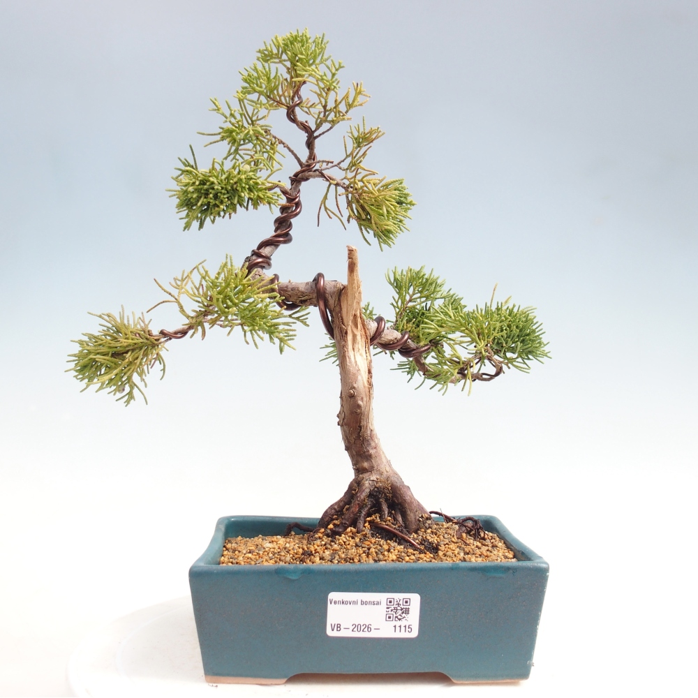 Kültéri bonsai - Juniperus chinensis Kishu