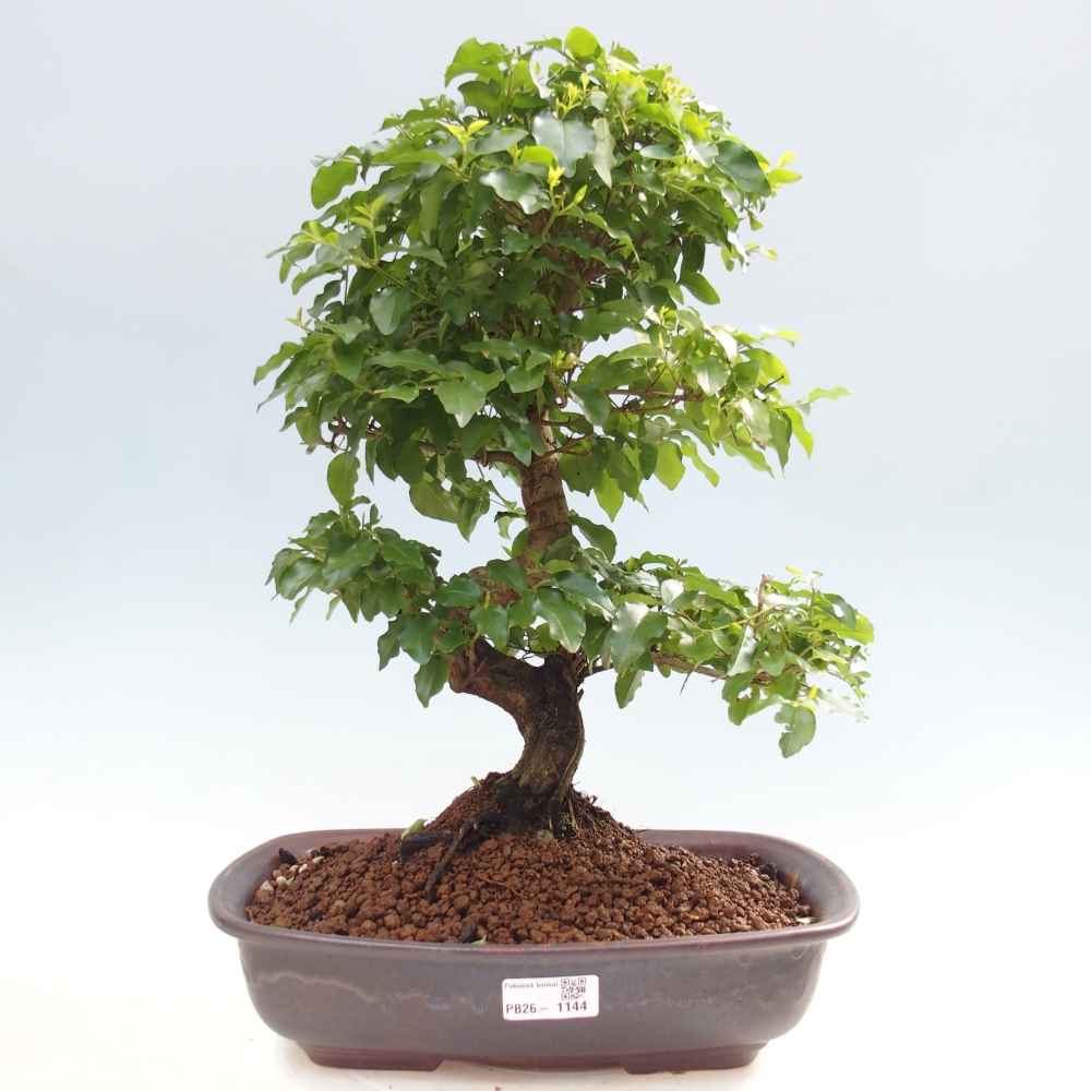 Szobai bonsai -Ligustrum chinensis - Madárcsőr