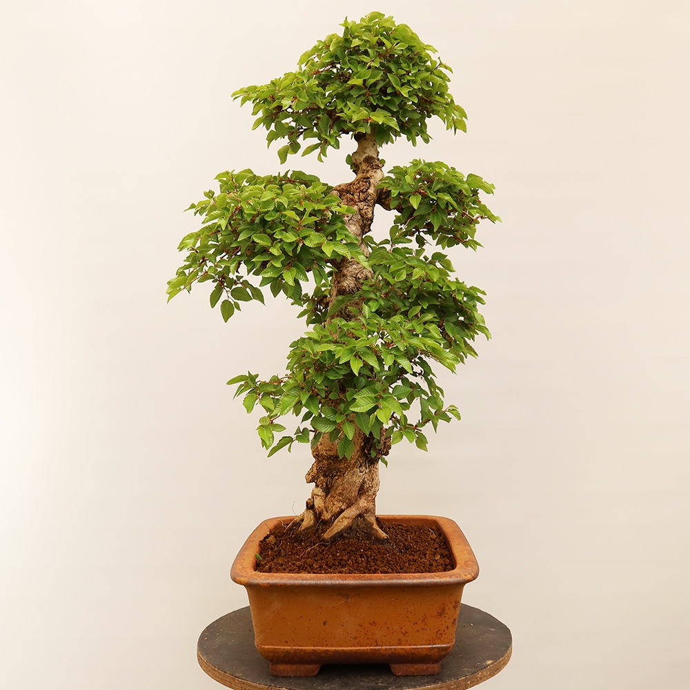 Kültéri bonsai -Carpinus Coreana - Koreai gyertyánfa