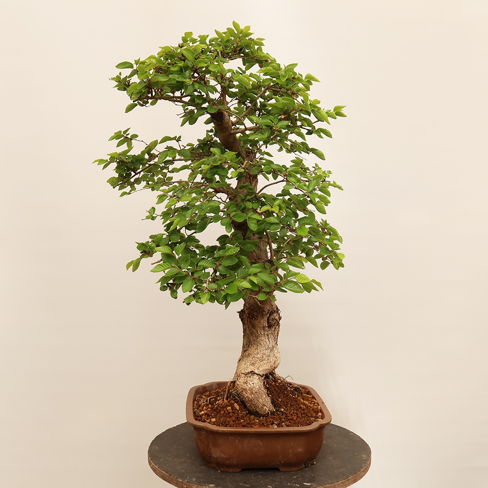 Kültéri bonsai -Carpinus Coreana - Koreai gyertyánfa