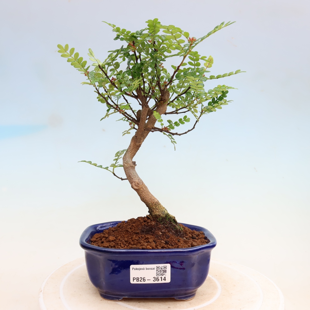 Szobai bonsai - Zantoxylum piperitum - borsfa