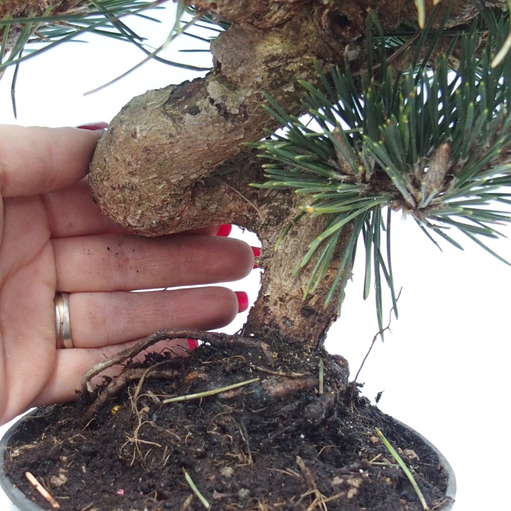 Kültéri bonsai - Pinus thunbergii senjyumaru - Thunberg fenyő