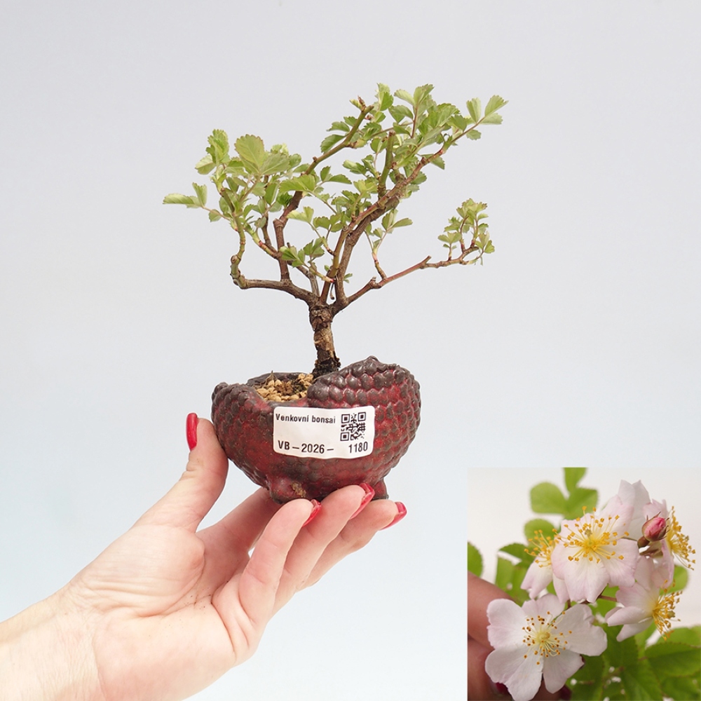 Kültéri bonsai - Rosa sp. - kisvirágú rózsa