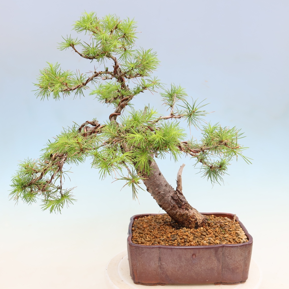 Kültéri bonsai - Larix decidua - vörösfenyő