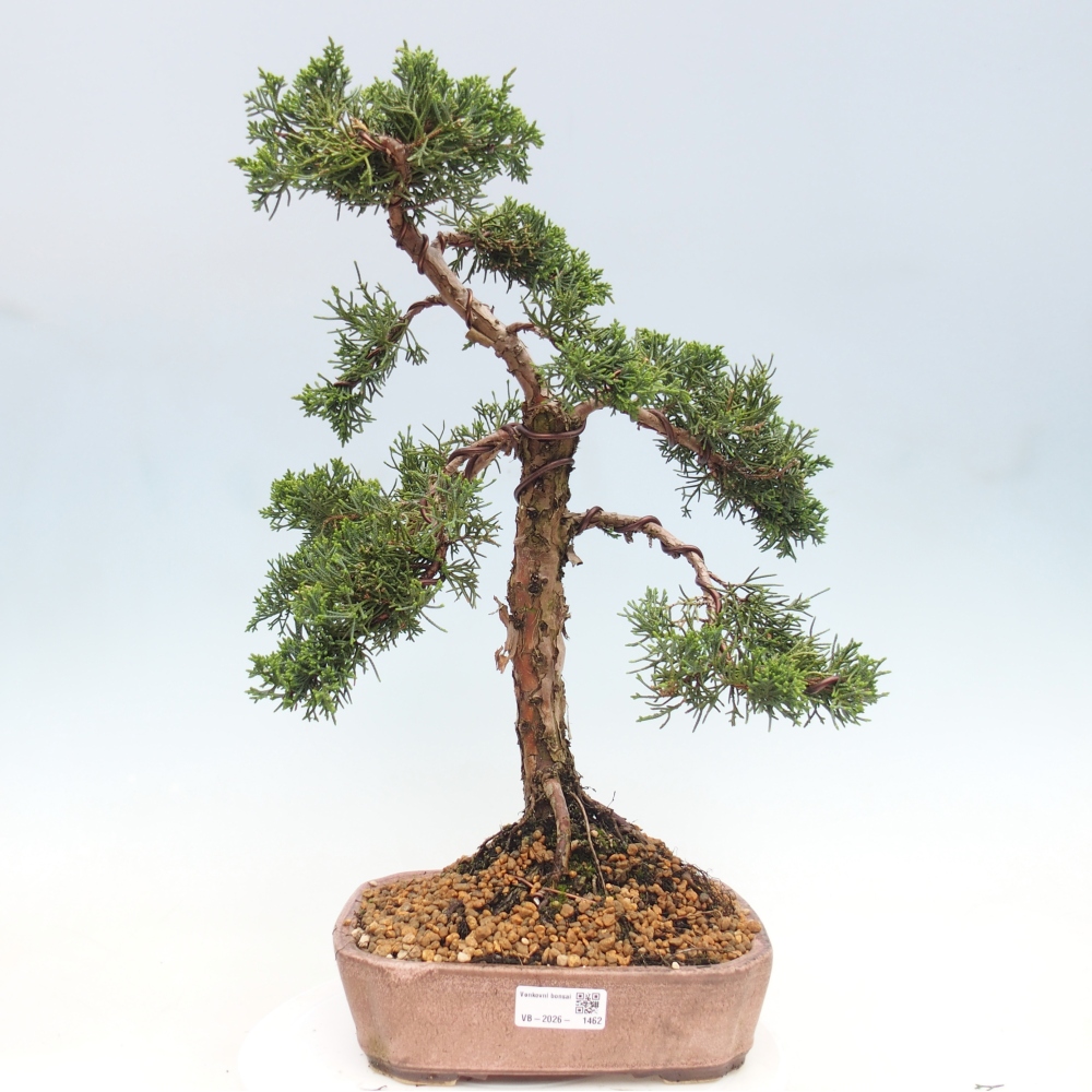 Kültéri bonsai - Juniperus chinensis Kishu