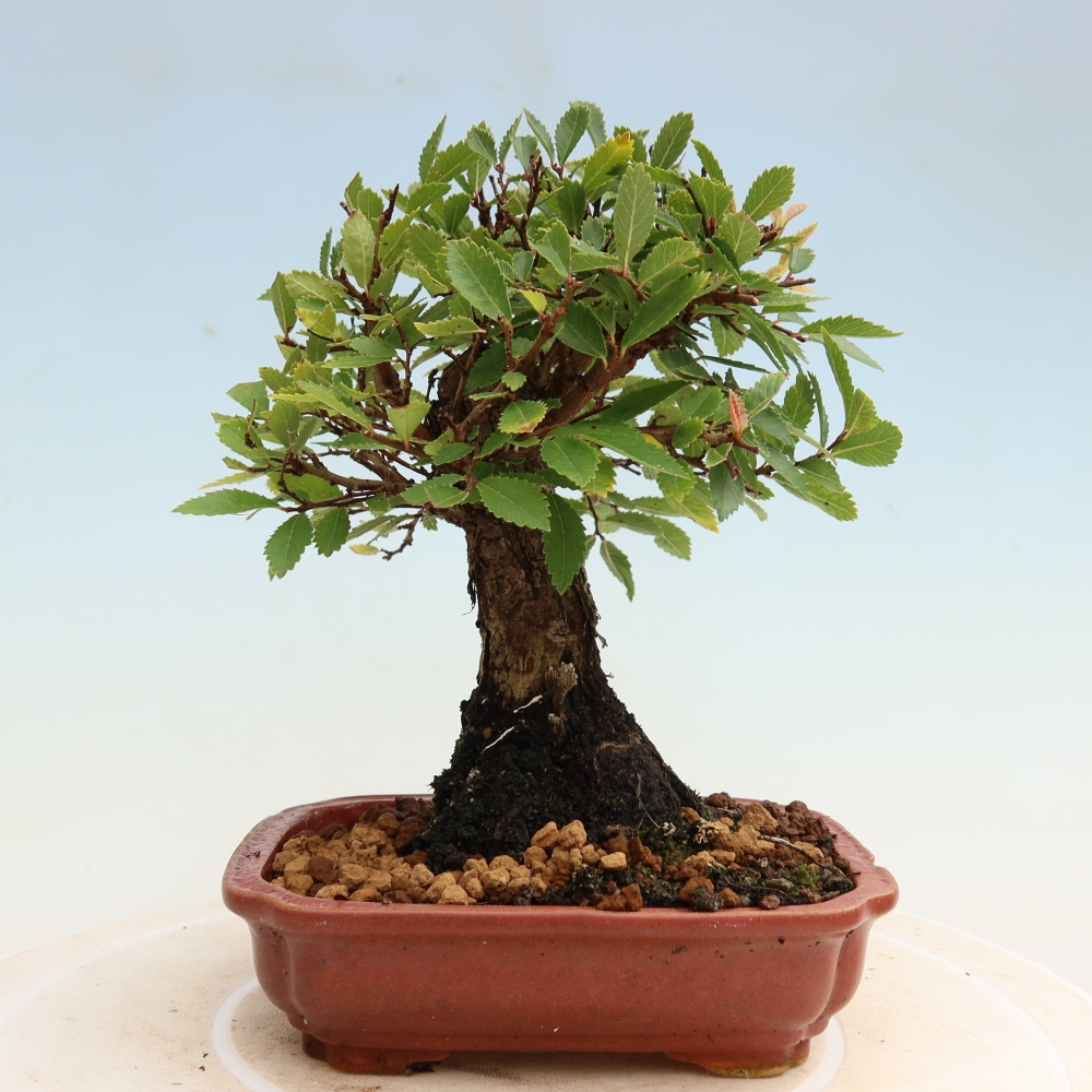 Kültéri bonsai - Zelkova - Zelkova NIRE